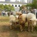 bryant park, bryant park sheep, campaign for wool, sheep, sheep bryant park, wool, wool event, yarn