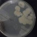 Sporosarcina pasteurii, brown stanford, nasa, bricks, mortar, synthetic biology