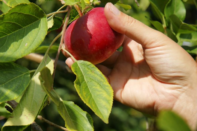 fall destinations New york, apple picking new york, fall activities new york