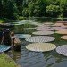 bruce munro, artist, waterlily, victoria lily, longwood gardens, light, pennsylvania, cd's