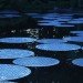 bruce munro, artist, waterlily, victoria lily, longwood gardens, light, pennsylvania, cd's