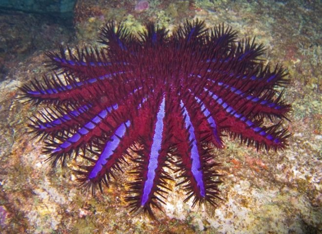 Australian Institute of Marine Science, Great Barrier Reef, coral loss, coral reef, AIMS, climate change, rising sea levels, global warming, crown of thrones starfish, starfish, reef damage