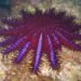 Australian Institute of Marine Science, Great Barrier Reef, coral loss, coral reef, AIMS, climate change, rising sea levels, global warming, crown of thrones starfish, starfish, reef damage
