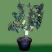 green design, eco design, sustainable design, Fruit Salad Tree, Multi fruit tree, James West, Kerry West, grafted trees, botanical hybrid