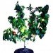 green design, eco design, sustainable design, Fruit Salad Tree, Multi fruit tree, James West, Kerry West, grafted trees, botanical hybrid