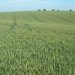 Global Food Chain, Food Waste, Food production, Fertilizer use, water use, water resources, non-renewable resources, hunger, food supply