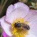 university of sheffield, university of sussex, honey bees, bees, flying robots, artificial intelligence, honey bee brain, robots, drones, virtual systems