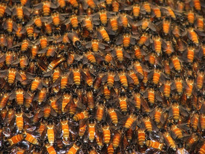 green design, eco design, sustainable design, bees, green honey, Alsace, Agrivalor, tainted honey, contaminated honey, M&M's, M&M's honey