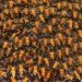 green design, eco design, sustainable design, bees, green honey, Alsace, Agrivalor, tainted honey, contaminated honey, M&M's, M&M's honey