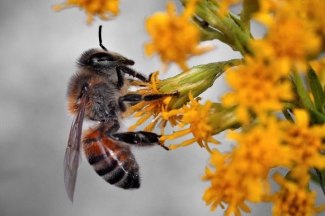 university of sheffield, university of sussex, honey bees, bees, flying robots, artificial intelligence, honey bee brain, robots, drones, virtual systems