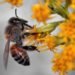 university of sheffield, university of sussex, honey bees, bees, flying robots, artificial intelligence, honey bee brain, robots, drones, virtual systems