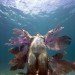 green design, eco design, sustainable design, Jason deCaires Taylor, mosaic graffiti, Invader, Bay of Cancun, underwater sculpture, artificial reef, Space Invaders, street art