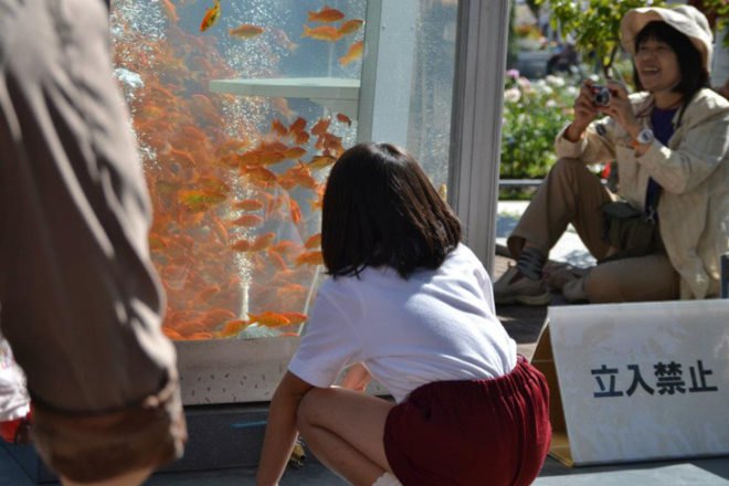 green design, eco design, sustainable design, phone booth fish tank, converted phone booth, Kingyobu, Osaka, recycle art, public fish tank