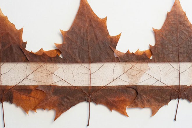 Owen Mortensen, leaf art, leaves, nature art, eco art