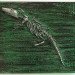 green design, eco design, sustainable design, Peter McFarlane, recycled circuit boards, circuit board fossils, circuit board art, recycle art, eco art, recycled materials