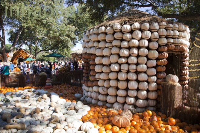 Cinderella’s Pumpkin Village, Dallas Arboretum, pumpkin patch, pumpkin village, Halloween, pumpkins