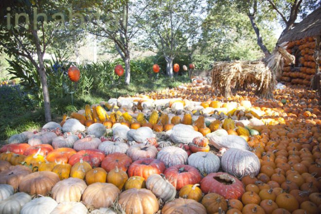 Cinderella’s Pumpkin Village, Dallas Arboretum, pumpkin patch, pumpkin village, Halloween, pumpkins