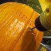 green design, eco design, sustainable design, Pumpktris, tetris pumpkin, Hahabird, video game pumpkin, techie Halloween, Green halloween, LED light pumpkin