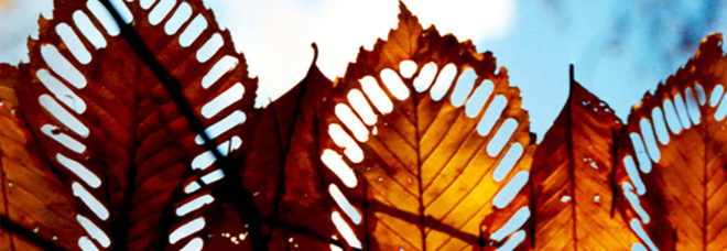 Walter Mason, leaf art, land art, leaves, eco art, organic art