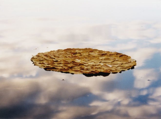 Walter Mason, leaf art, land art, leaves, eco art, organic art