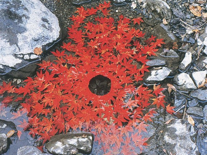 Andy Goldsworthy, leaves, leaf art, land art, environmental art, eco art