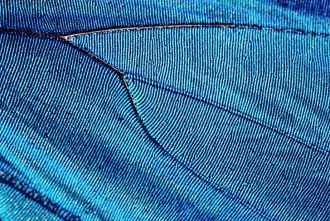 Shu Yang, University of Pennsylvania, butterflies, butterfly wings, holographic lithography, solar panels, solar efficiency