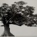Charter Oak, Adam Niklewicz, mural, Hartford, Charter Oak mural, water-activated mural