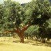Packaging the Future, cork, sustainable materials, sustainable cork, cork floors, uses for cork, cork oak, cork material. cork textile, cork properties, benefits of cork, cork in building, cork in design,