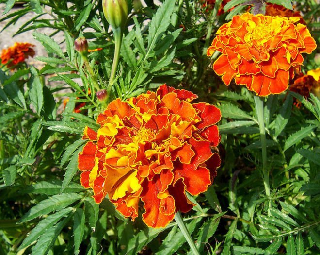 ges, nanoflower, north carolina state university, solar cell, petals, french marigolds
