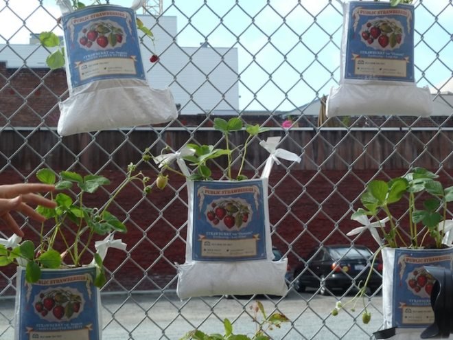 fruit fence, chacha sikes, urban prototyping festival, san francisco, upsf, urban prototyping san francisco,