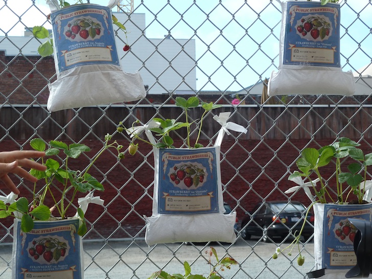 fruit fence, chacha sikes, urban prototyping festival, san francisco, upsf, urban prototyping san francisco,