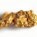michigan state university, gold, alchemy, microbial alchemy, bacteria, bacterium, Cupriavidus metallidurans, neo-alchemy, precious metals