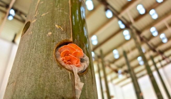 Touching the Earth Lightly, South Africa, Cape Town, Shanghai, solar bulbs, bamboo stalactites, mushroom farm, Biennale pavilion, plastic light bulbs, slums, low cost housing, urban design, Liter of Light, green design, sustainable design, Stephen Lamb, COP 17