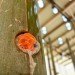 Touching the Earth Lightly, South Africa, Cape Town, Shanghai, solar bulbs, bamboo stalactites, mushroom farm, Biennale pavilion, plastic light bulbs, slums, low cost housing, urban design, Liter of Light, green design, sustainable design, Stephen Lamb, COP 17