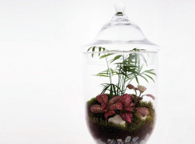 Living Gems, terrariums, Sharon Toong, gardens, London