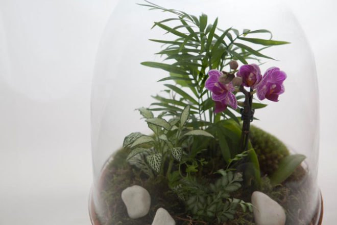 Living Gems, terrariums, Sharon Toong, gardens, London