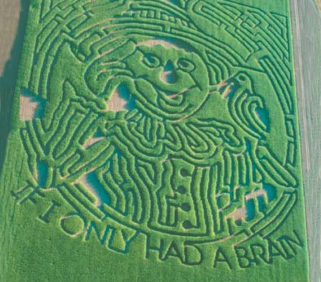 maize, maze, brett herbst, corn, computers, gps, corn maze, autumn, fall, eco art, green art, corn maze art