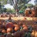 Cinderella’s Pumpkin Village, Dallas Arboretum, pumpkin patch, pumpkin village, Halloween, pumpkins