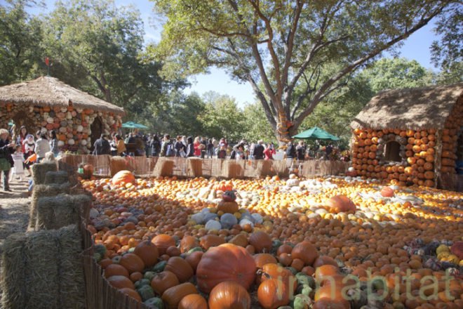 Cinderella’s Pumpkin Village, Dallas Arboretum, pumpkin patch, pumpkin village, Halloween, pumpkins