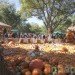 Cinderella’s Pumpkin Village, Dallas Arboretum, pumpkin patch, pumpkin village, Halloween, pumpkins