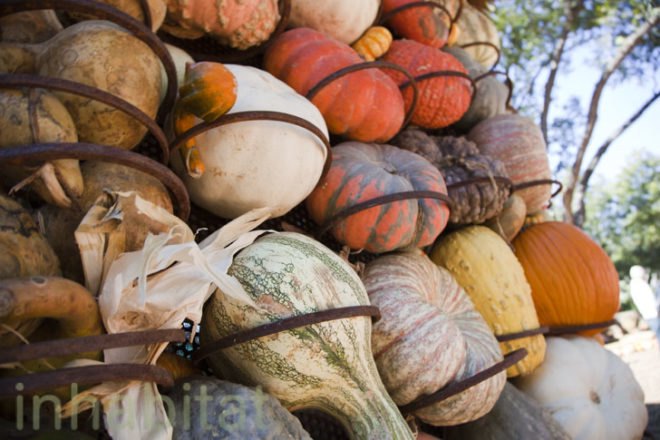 Cinderella’s Pumpkin Village, Dallas Arboretum, pumpkin patch, pumpkin village, Halloween, pumpkins