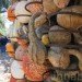 Cinderella’s Pumpkin Village, Dallas Arboretum, pumpkin patch, pumpkin village, Halloween, pumpkins