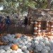 Cinderella’s Pumpkin Village, Dallas Arboretum, pumpkin patch, pumpkin village, Halloween, pumpkins