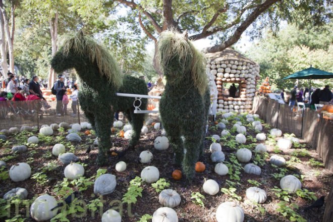 Cinderella’s Pumpkin Village, Dallas Arboretum, pumpkin patch, pumpkin village, Halloween, pumpkins