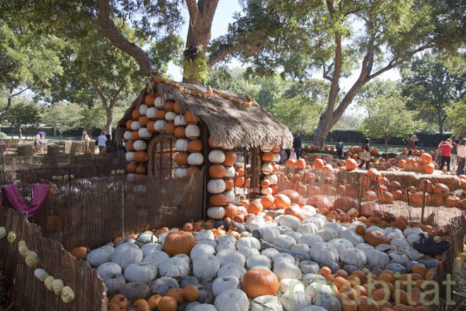 Cinderella’s Pumpkin Village, Dallas Arboretum, pumpkin patch, pumpkin village, Halloween, pumpkins