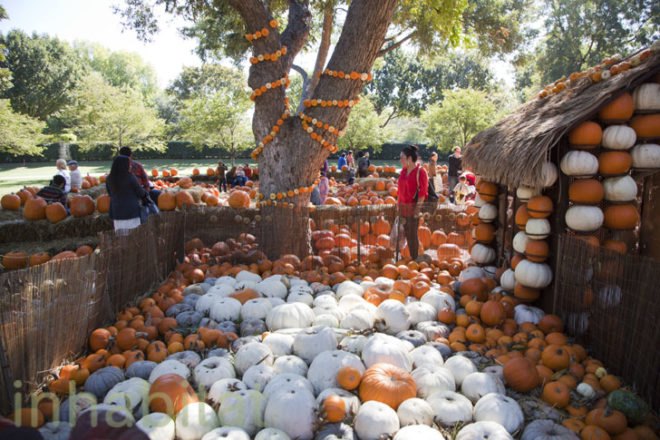 Cinderella’s Pumpkin Village, Dallas Arboretum, pumpkin patch, pumpkin village, Halloween, pumpkins