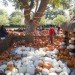 Cinderella’s Pumpkin Village, Dallas Arboretum, pumpkin patch, pumpkin village, Halloween, pumpkins