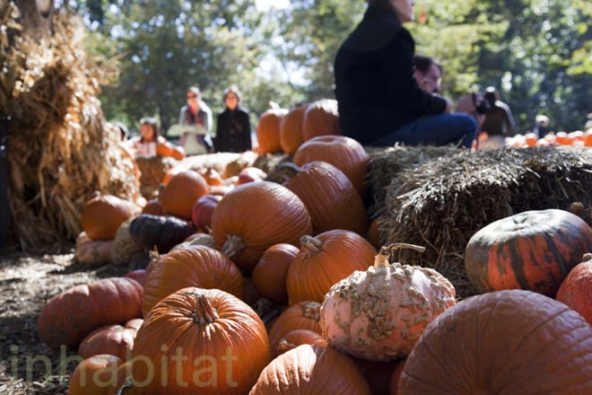 Cinderella’s Pumpkin Village, Dallas Arboretum, pumpkin patch, pumpkin village, Halloween, pumpkins