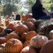 Cinderella’s Pumpkin Village, Dallas Arboretum, pumpkin patch, pumpkin village, Halloween, pumpkins
