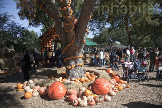 Cinderella’s Pumpkin Village, Dallas Arboretum, pumpkin patch, pumpkin village, Halloween, pumpkins